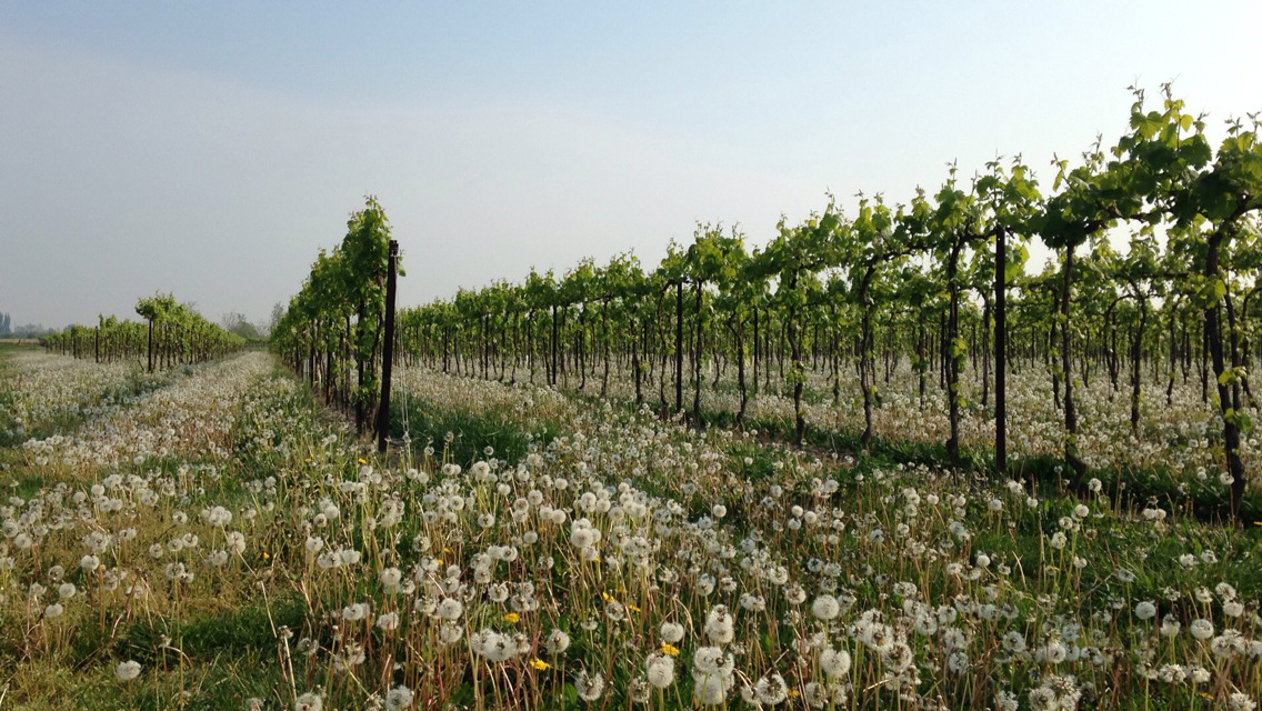 spring vineyard